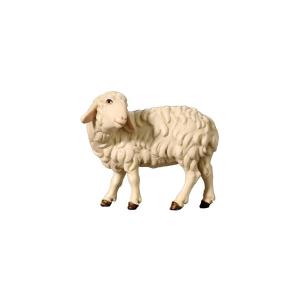 Schaf zurückschauend