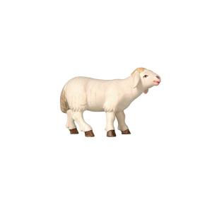 PE Schaf stehend vorwärtsschauend