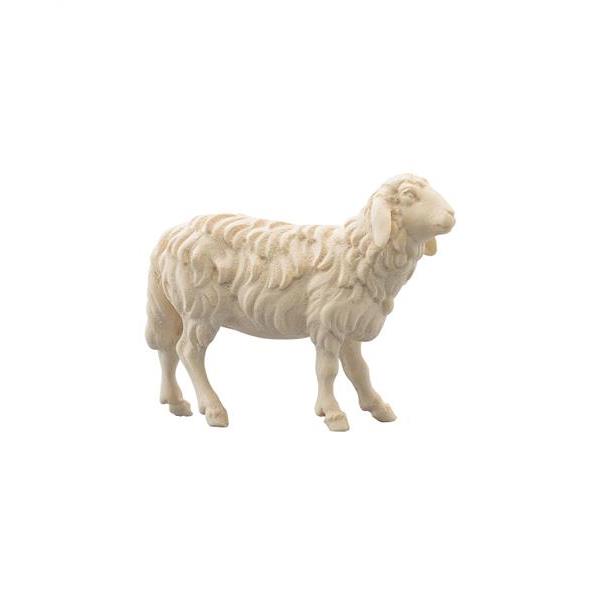 Schaf stehend - natur