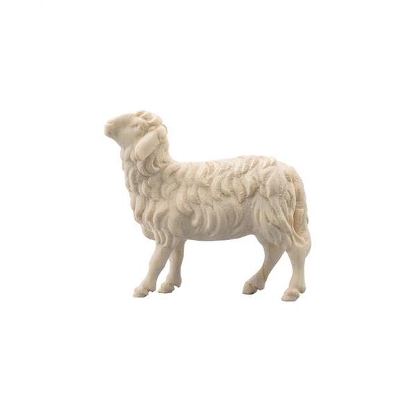 Schaf schauend braun - natur