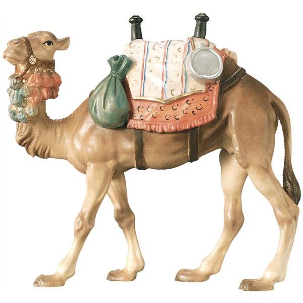 Kamel - lasiert