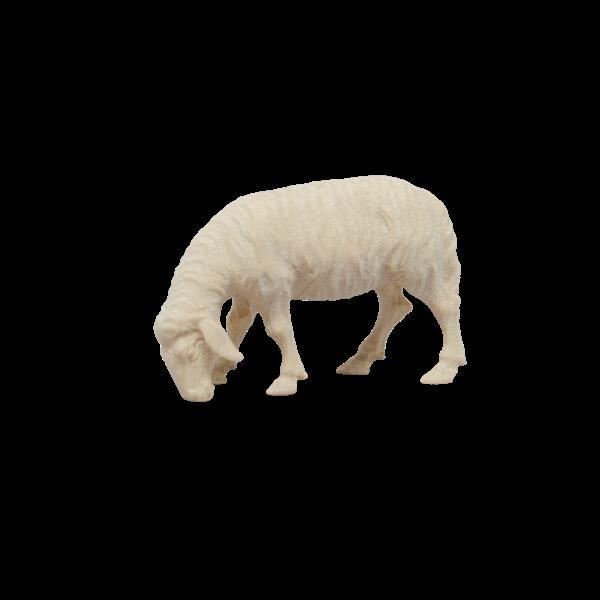 Schaf fressend - natur