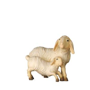 Pecora con agnello