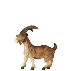 Capra senza capretto