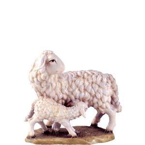 Pecora con agnello B.K.