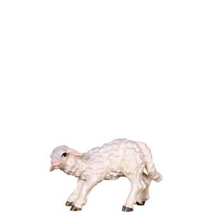 Agnello poppante B.K.