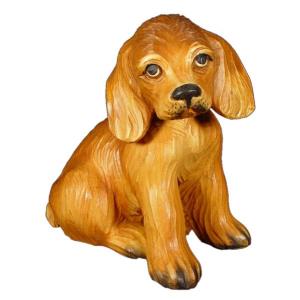 Cocker cucciolo