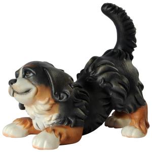 Cucciolo di cane pastore Bernese