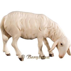 Pecora brucante
